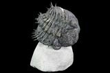 Bargain, Spiny, Enrolled Drotops Armatus Trilobite - long #105436-1